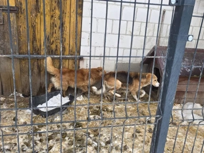 11 psów odebranych z rażąco złych warunków. Policja bada sprawę znęcania się nad zwierzętami