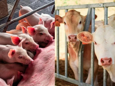 Nie złożysz dokumentów do 21 marca? ARiMR wstrzyma dopłaty