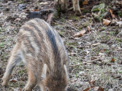 Poruszające nagranie z lasu trafiło do sieci. Leśnicy wydali apel