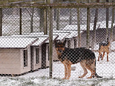 Burza wokół schroniska dla psów w Sobolewie