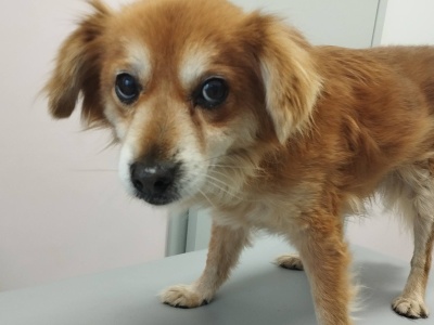 Szczeciński TOZ apeluje o pomoc