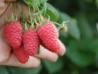 Ceny malin z Meksyku idą w górę. Po świątecznym „wysypie” rynek wchodzi w fazę niedoboru