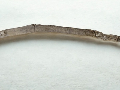 Patyk sprzed 430 tys. lat. To najstarsze drewniane narzędzia ludzkości