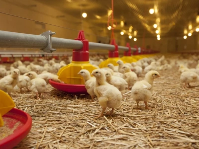 Rzekomy pomór drobiu: nowe ogniska objęły ponad milion ptaków!