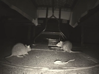 Szczury opanowały zabytkową kamienicę. Wszystko przez patoinfluencerkę