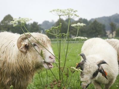 Kraków stawia na białe kosiarki. Mają zaskakującą zaletę