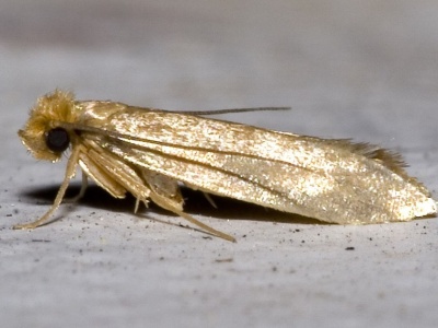 Skąd biorą się mole spożywcze w kuchni? Ekspert zdradza, jak się przed nimi uchronić