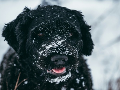 Pomagasz schroniskom? Oszuści wzięli na litość tysiące ludzi