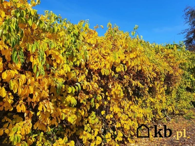 Posiadasz tę popularną roślinę? Od 2027 roku możesz zapłacić ogromną karę!