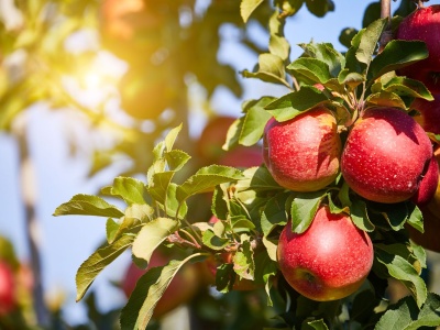 Różowa Rosette z różowym miąższem i różowym sokiem