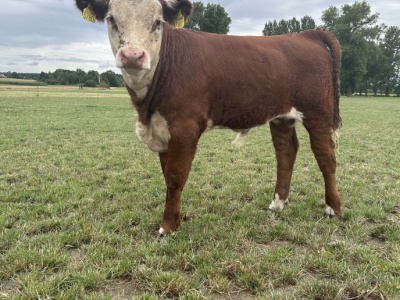 Ubezpieczyłeś zwierzęta? Możesz starać się o zwrot kosztów polisy. Ważne terminy w ARiMR