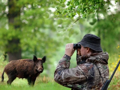 ASF wróci ze zdwojoną siłą? Rolnicy krytykują decyzję wojewody