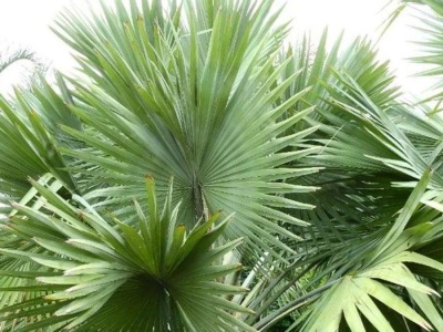 Unikatowe zjawisko na Teneryfie. Palma zakwitnie raz w życiu