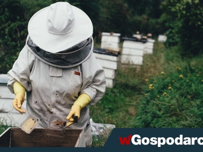 Koniec miodu z szarej strefy?