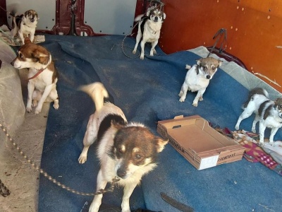 Szok na granicy. Niemiecka policja przechwyciła nielegalny transport psów z Polski