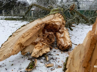 Gołoledź sprawia zagrożenie nie tylko na drogach, ale też na gałęziach