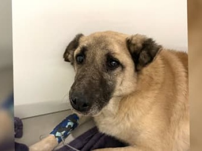 Patoschroniska i parasol ochronny nad oprawcami. Zamknięcie mordowni w Sobolewie to dopiero początek