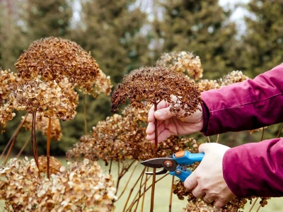 Luty to ostatni moment. Te rośliny trzeba przyciąć teraz, zanim w ogrodzie pojawią się ptaki