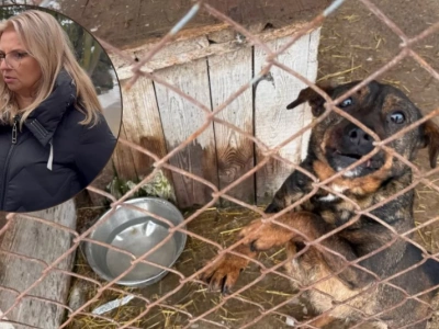 Kontrowersje wokół schroniska w Pawłowie. Kierownik: 
