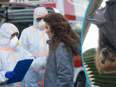 Śmiertelny wirus Nipah szaleje w Azji. Naukowcy w strachu, że dojdzie do powtórki