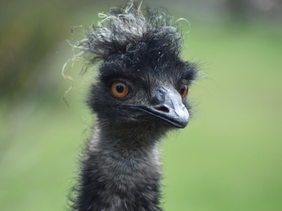 Zepsuta koloryzacja włosów to szansa na spore odszkodowanie