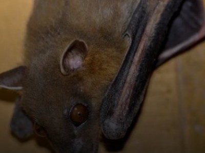 Co trzeba wiedzieć o wirusie Nipah