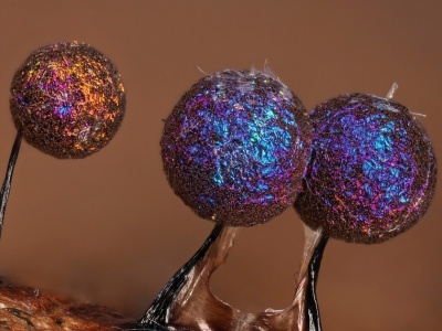 Wyglądają, jakby wyrosły na odległej planecie. A można je spotkać w każdym lesie