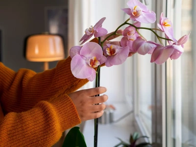 Wsyp pół łyżeczki do doniczki. Storczyk wypuści pąki po 3 tygodniach, nawet zimą