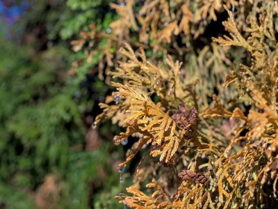 Zmieszaj z wodą i wlej tuje w lutym. Pożegnasz brązowe plamy