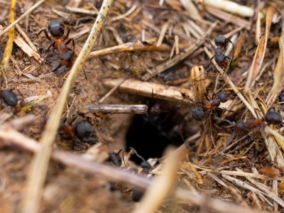 Wlej do gniazda, ale nie popełnij tego błędu. Mrówki wracają wtedy ze zdwojoną siłą