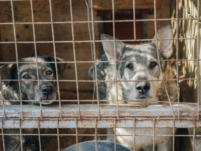 Po aferze z udziałem celebrytów ruszyły kontrole schronisk w całej Polsce