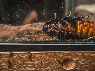 Nietypowa akcja na walentynki. Polskie zoo umożliwia zemstę na ex