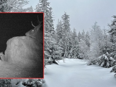 Oto co działo się w lesie pod osłoną nocy. Wszystko się nagrało