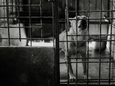 Kontrole schronisk w Polsce. W podkarpackiej placówce stwierdzono nieprawidłowości