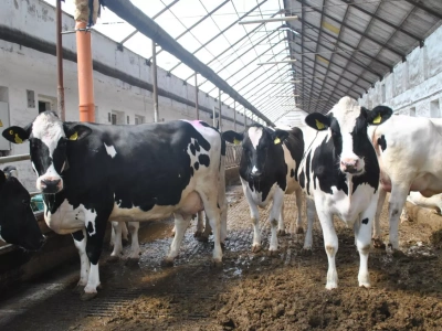 Mniej krów, więcej młodzieży! Pogłowie bydła w Polsce w dół, ale więcej cieląt