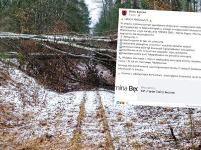 Duży dziki kot pojawił się w lesie na Pomorze. Władze apelują do mieszkańców