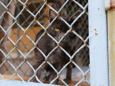 Schronisko w Suchedniowe pod lupą. Powodem nieprawidłowości