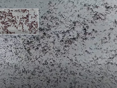 Śnieg zrobił się czarny i zaczął się ruszać. Miliony pcheł śnieżnych wyszły na powierzchnię