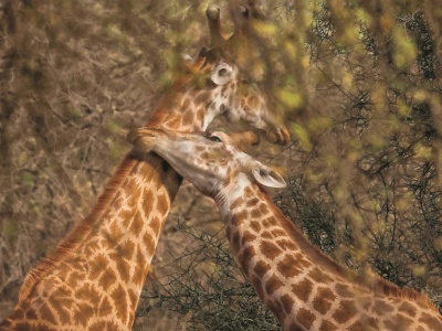 Dlaczego szyje żyraf są tak długie? Odpowiedź zaskakuje