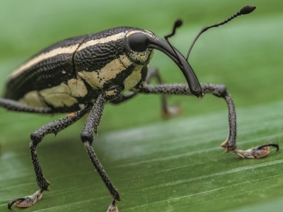 Te zwierzęta niszczą uprawy. Które są najgroźniejsze?