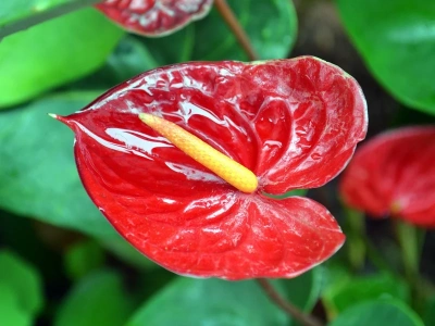 Wsyp jedną łyżkę tej przyprawy do doniczki. Anturium zacznie kwitnąć za miesiąc