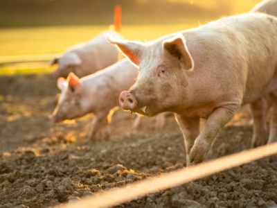 Hiszpania wypada, Polska wkracza do gry. Otwiera się dla nas bardzo obiecujący rynek