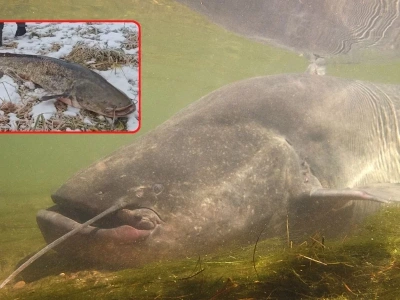 Wędkarze sprawdzili, czy sumy biorą zimą. „Muszę wam zdradzić taki mały sekret”