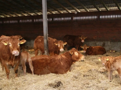 Rolnicy między rynkiem a polityką. O czym będzie Forum Wołowiny?