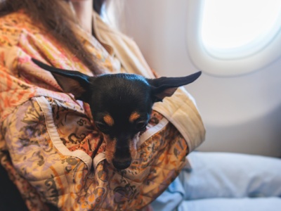 Zwierzęta w samolotach i kolei: Rynek wart 500 miliardów dolarów