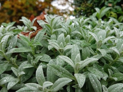 Mrozoodporna roślina idealna. Samoobsługowa i na dodatek ma puszyste listki