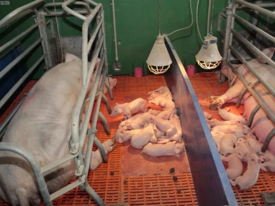 Pogłowie świń w Polsce rośnie, ale liczba gospodarstw spada. Dane GUS