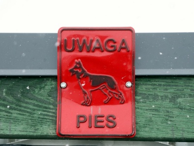 Kto pomoże polskim psom? Gminy nie wdrożyły skutecznych rozwiązań