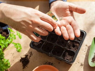 Jakie warzywa siejemy w lutym? W tym miesiącu ogrodnicy mają ręce pełne roboty