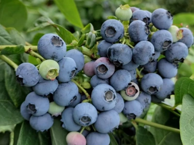 Indyjski boom na borówki. Szansa także dla polskich eksporterów